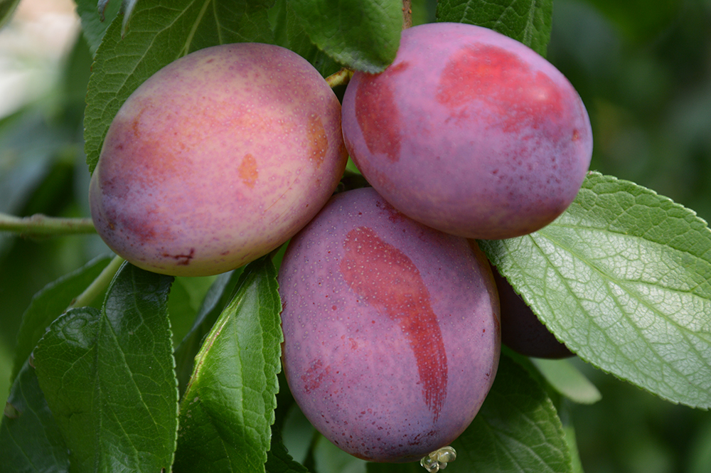 Pruimen Oudebosch Fruit