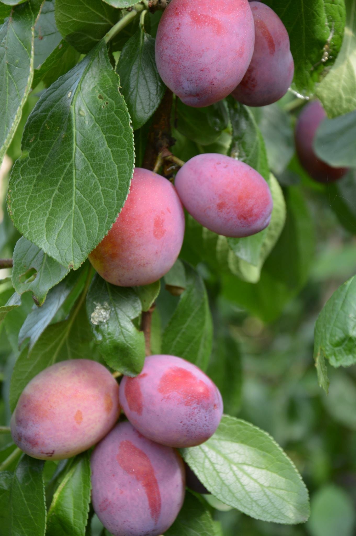 reine-victoria-pruimenoogst-volop-bezig-oudebosch-fruit